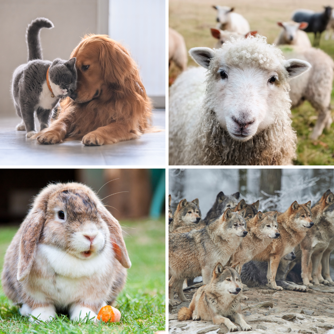 Animals That Can Use GPS Collars