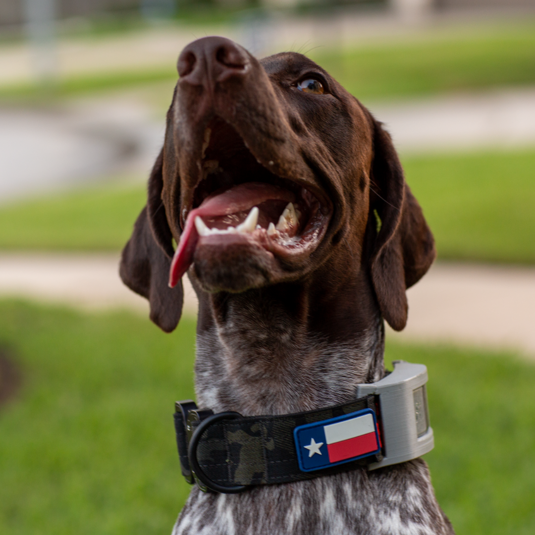 Pet Safety During Halloween