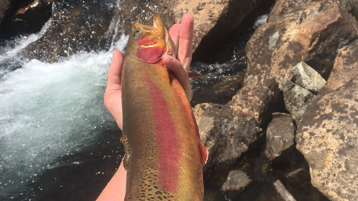 golden trout fishing locations