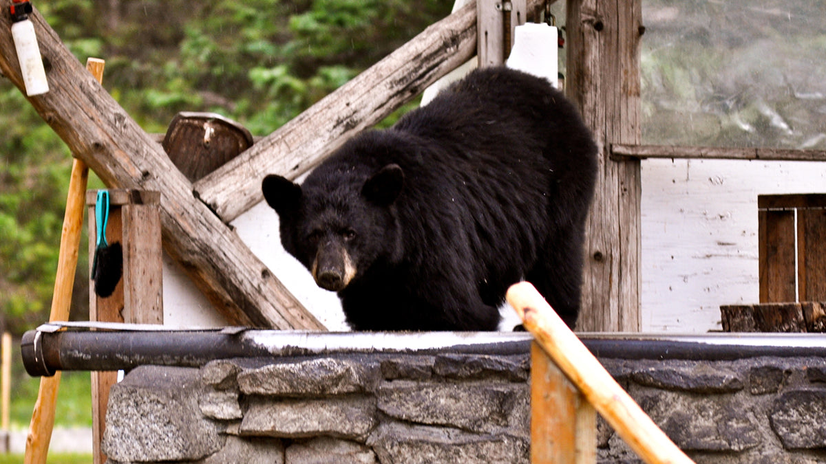 importance of bear spray