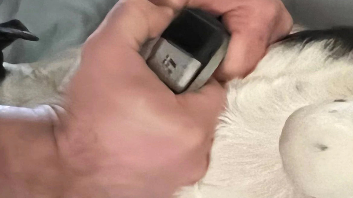 GPS collars for pets