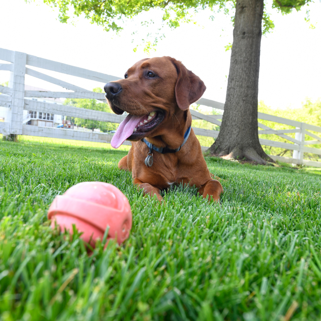 Improving Pet Life with an Automatic Door Opener