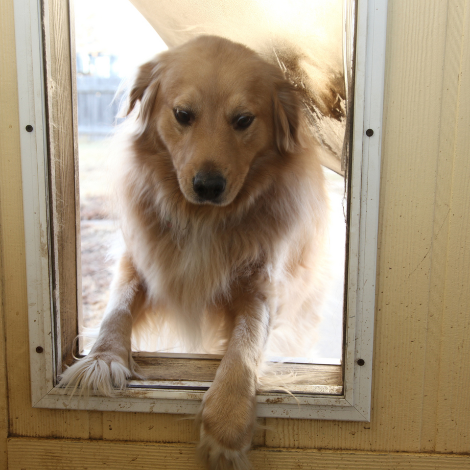 Automatic Pet Door Opener