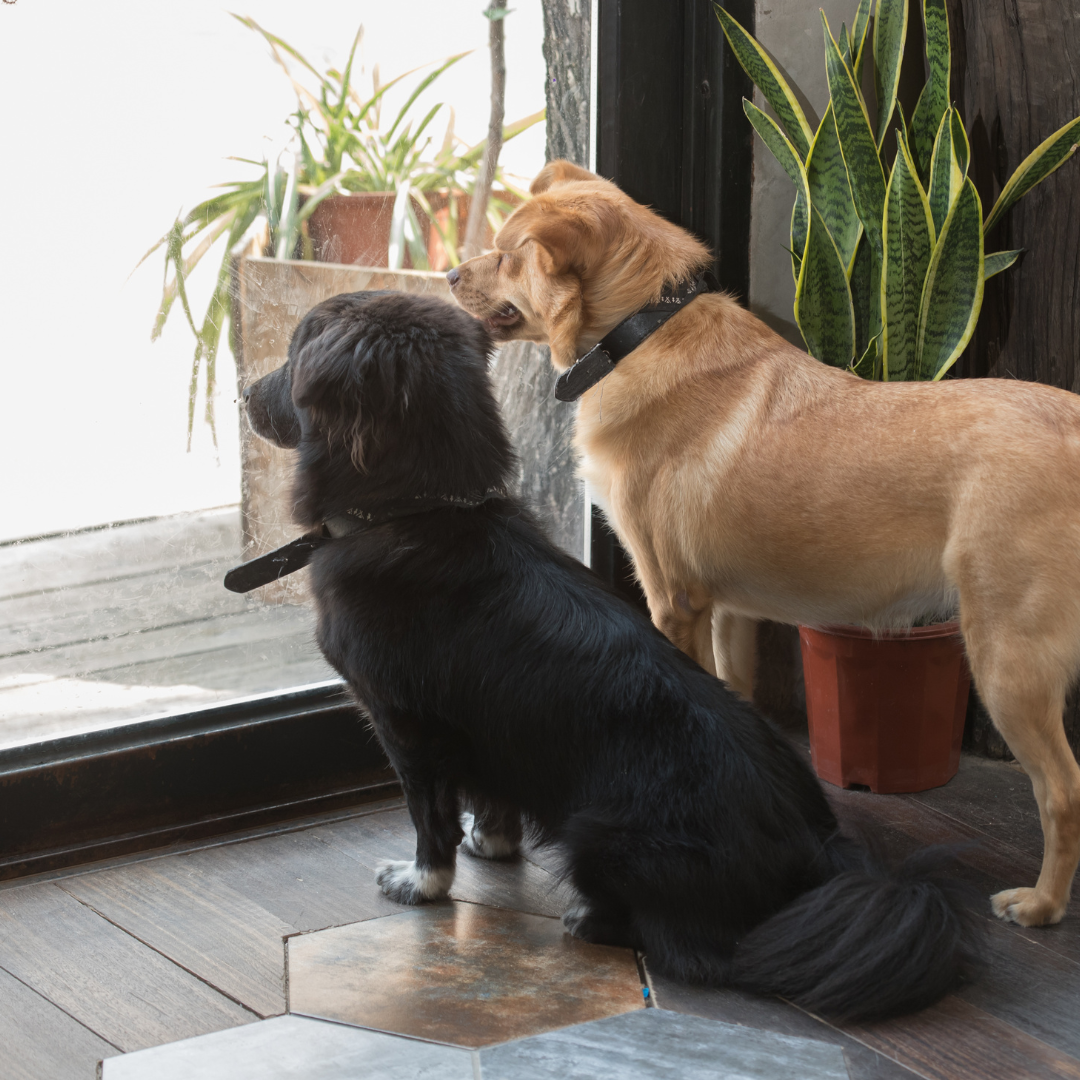 Enhancing Winter Pet Mobility: The Role of Automatic Pet Door Openers