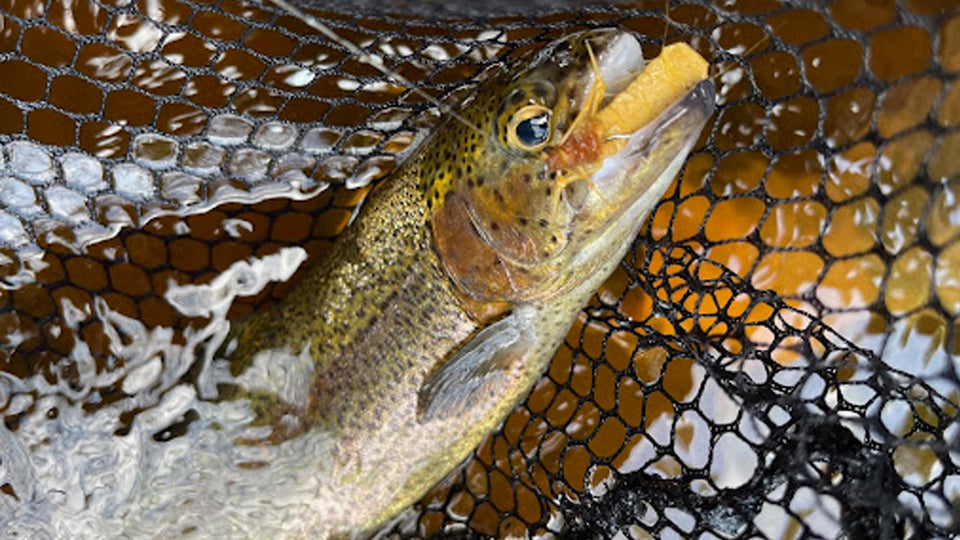 Slow Down and Connect With Nature On Your Next Fly Fishing Trip