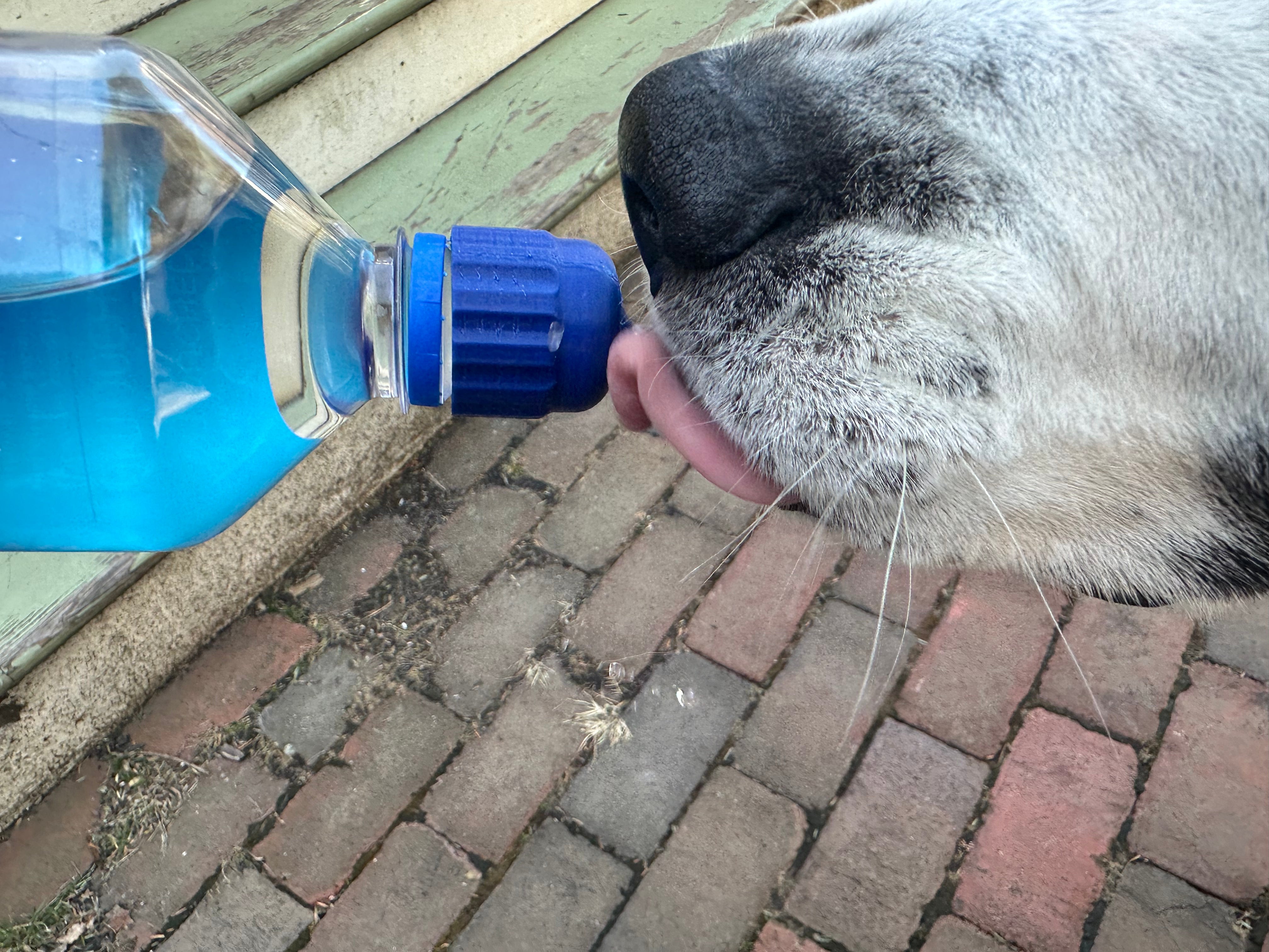 WaterBall - Safe and Efficient Dog Drinking System