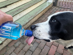 WaterBall - Safe and Efficient Dog Drinking System