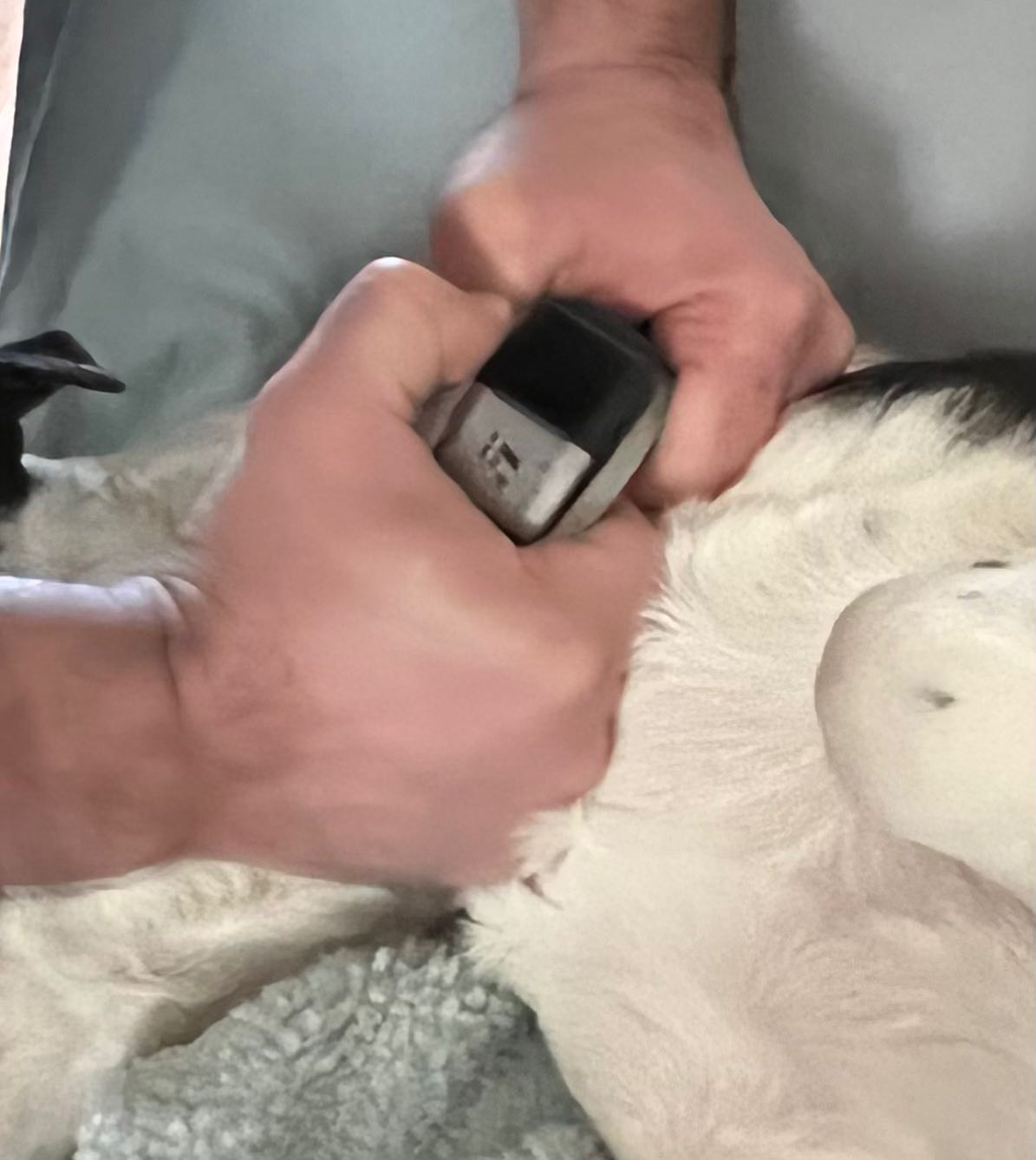 Fi Collar Case durability for active dogs